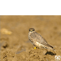 گونه ترمتای Merlin